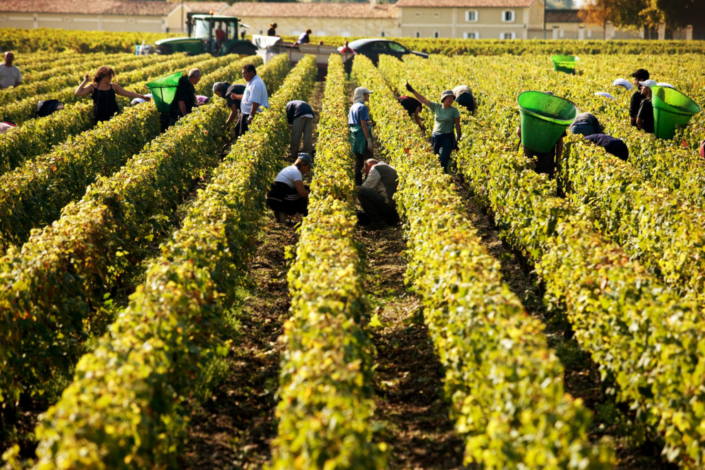 Hemmotteleva Bordeaux